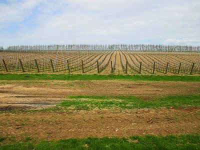 From Redundant Buildings to Winery Facilities